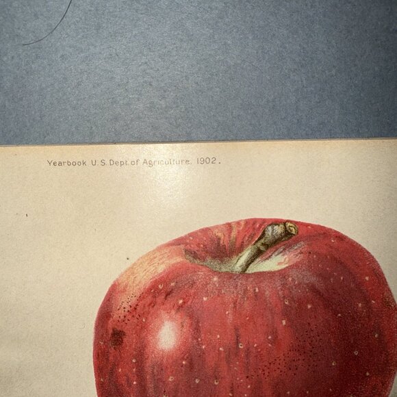 Stayman Winesap Apple 1902 Antique USDA Fruit Lithograph Print Framed Botanical - Picture 3 of 16